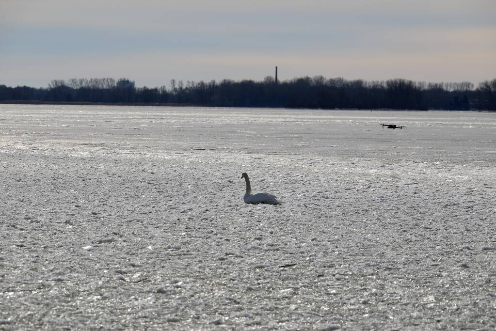Twee vastzittende zwanen met drone bevrijdt