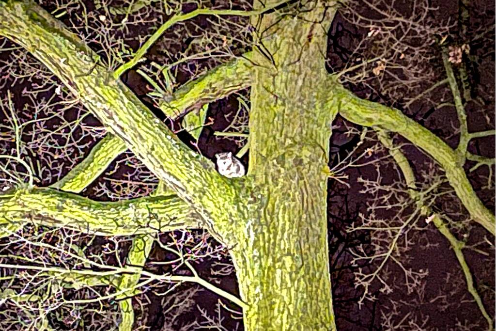 Kat door brandweer uit de boom gehaald