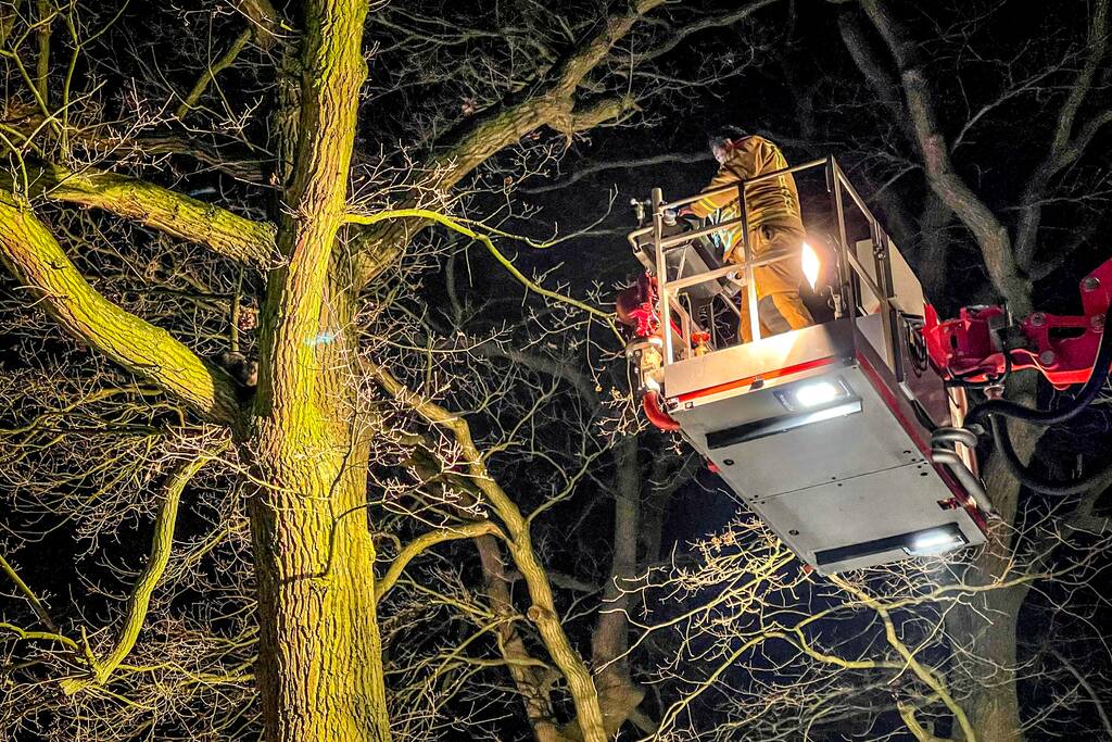Kat door brandweer uit de boom gehaald