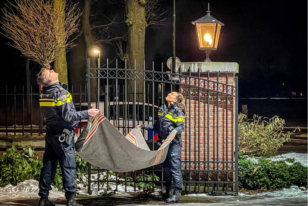 Kat door brandweer uit de boom gehaald