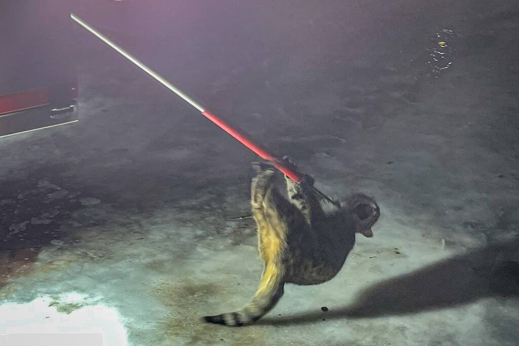 Kat door brandweer uit de boom gehaald