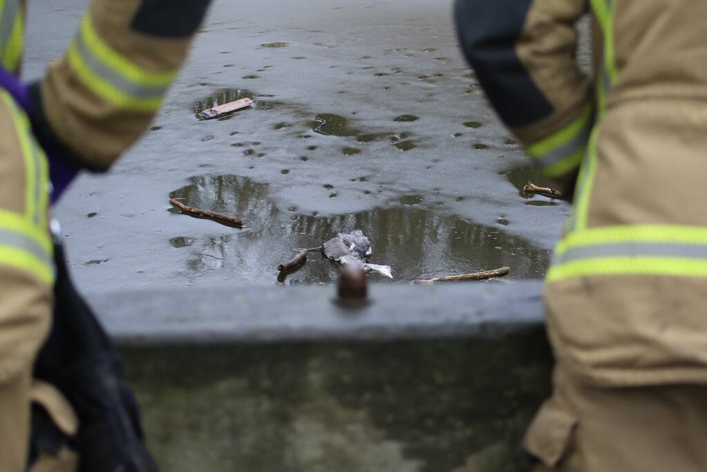 Dode reiger door brandweer uit het Rehorstpark gehaald