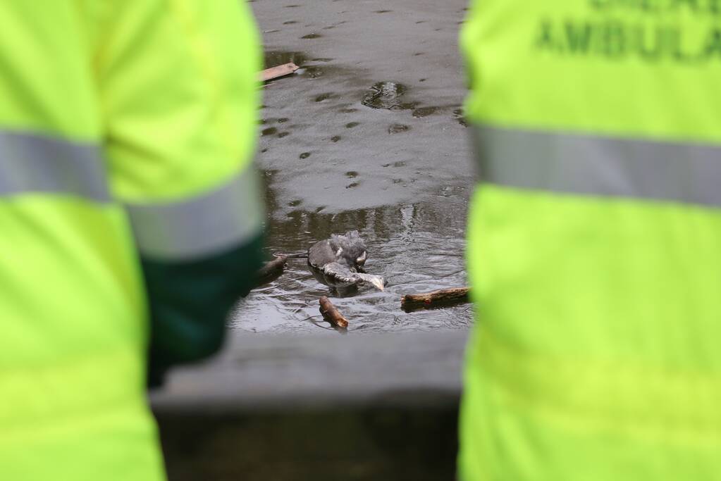 Dode reiger door brandweer uit het Rehorstpark gehaald