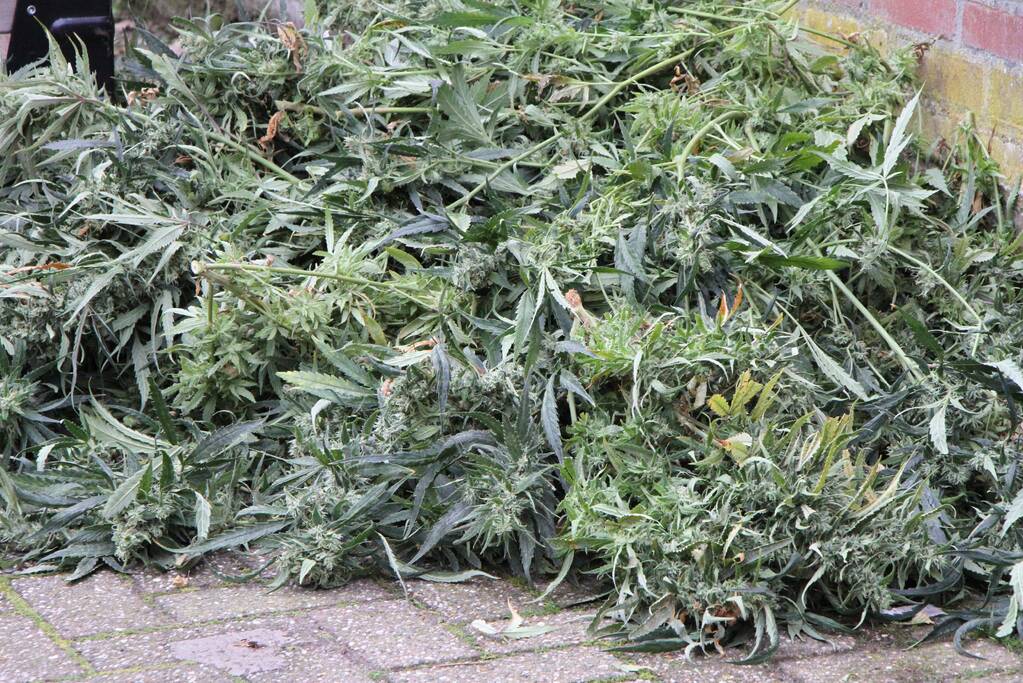 Hennepkwekerij ontdekt bij inval Finesse Exclusive Lounge