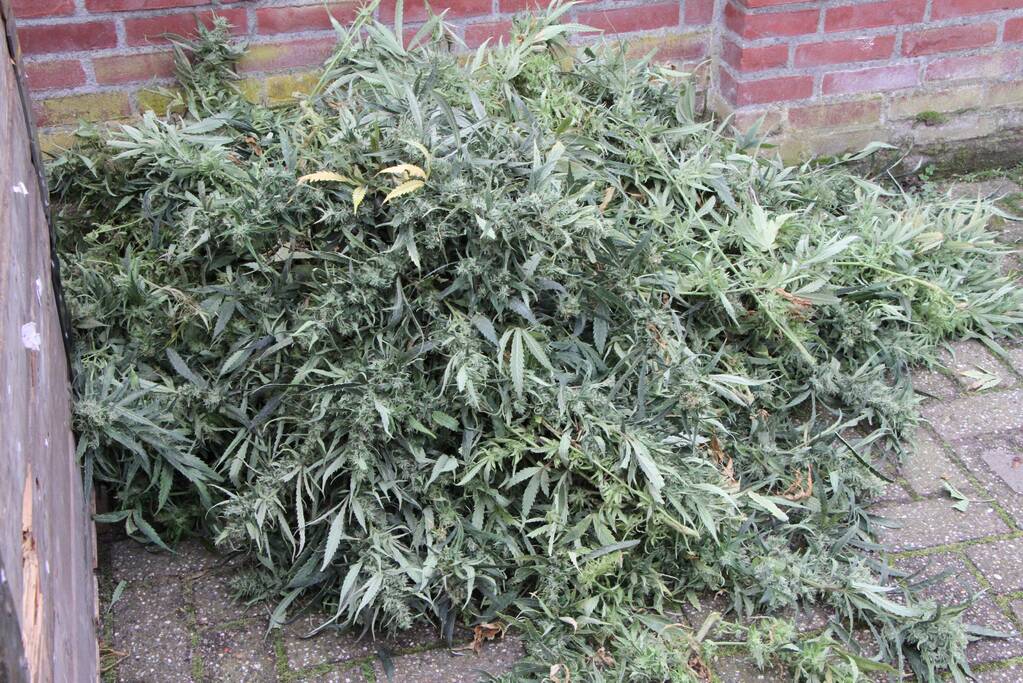 Hennepkwekerij ontdekt bij inval Finesse Exclusive Lounge