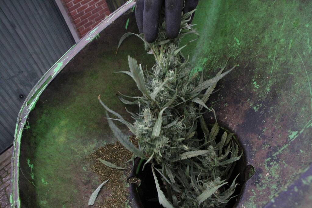 Hennepkwekerij ontdekt bij inval Finesse Exclusive Lounge