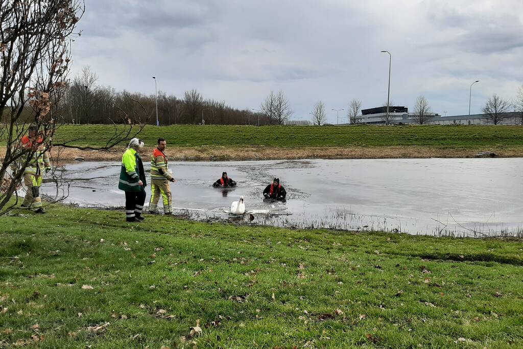Brandweer en dierenambulance helpen zwaan uit ijs
