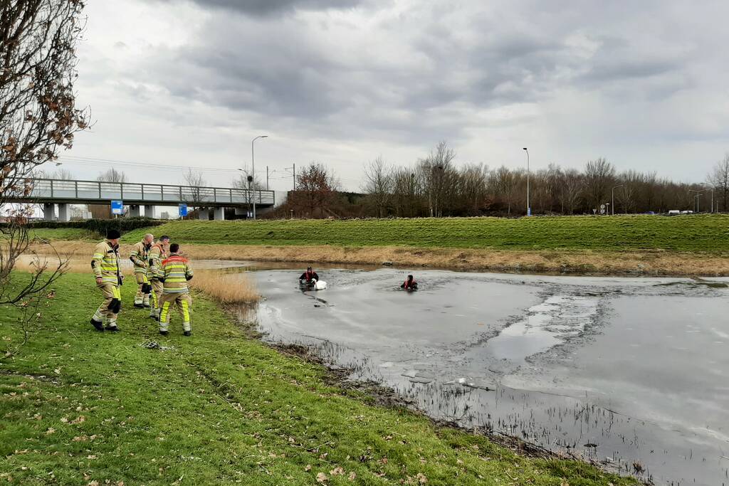 Brandweer en dierenambulance helpen zwaan uit ijs