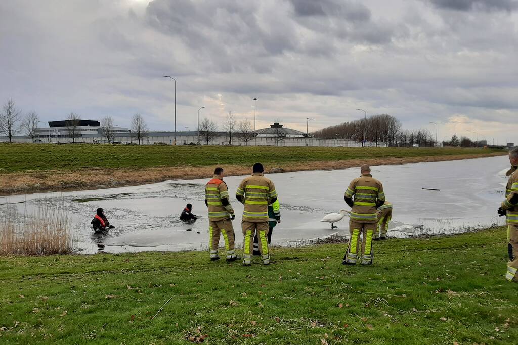 Brandweer en dierenambulance helpen zwaan uit ijs