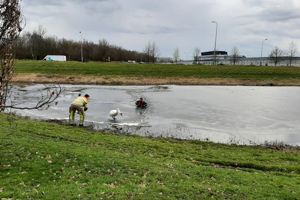 Brandweer en dierenambulance helpen zwaan uit ijs
