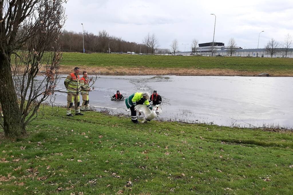 Brandweer en dierenambulance helpen zwaan uit ijs