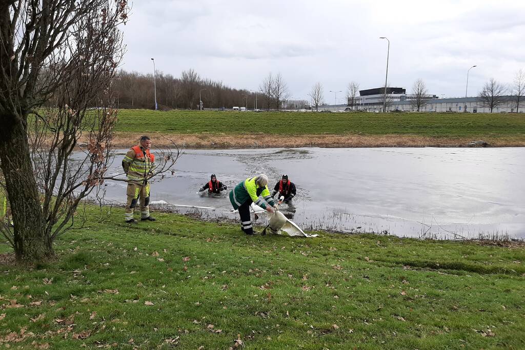 Brandweer en dierenambulance helpen zwaan uit ijs