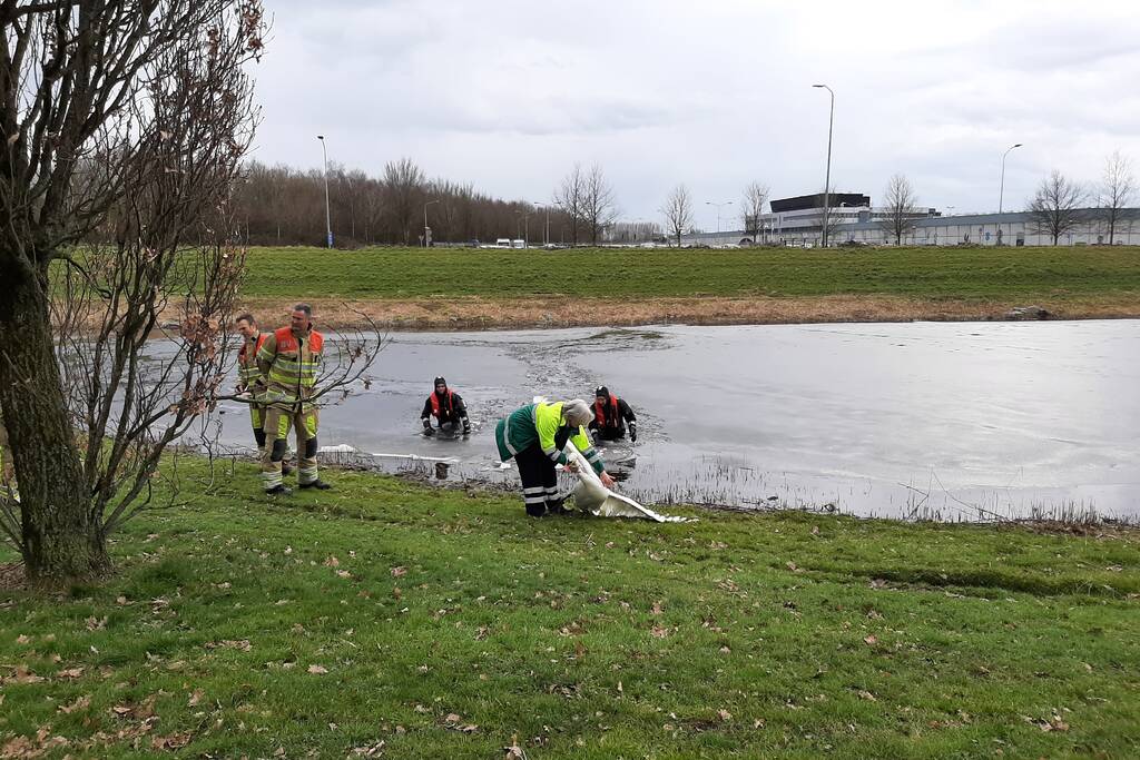 Brandweer en dierenambulance helpen zwaan uit ijs
