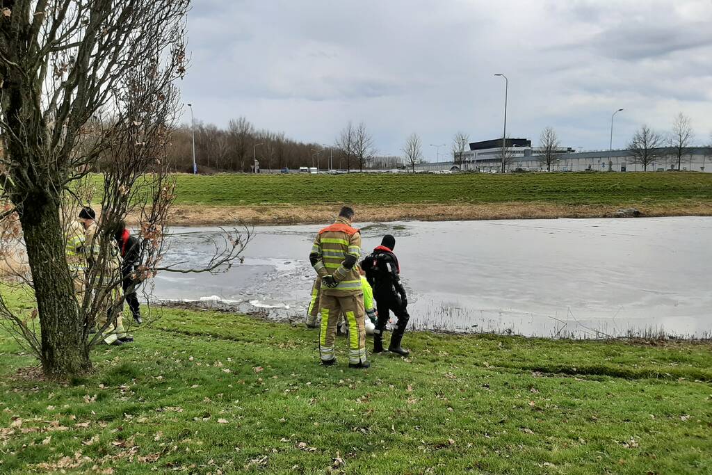 Brandweer en dierenambulance helpen zwaan uit ijs