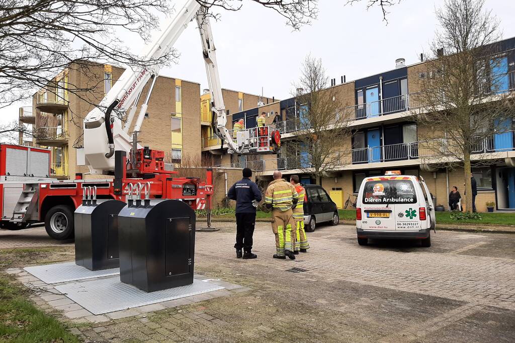 Brandweer haalt vastgelopen kat uit boom