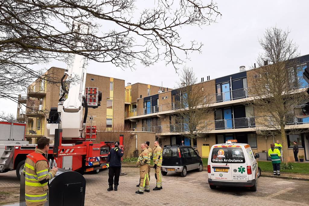 Brandweer haalt vastgelopen kat uit boom