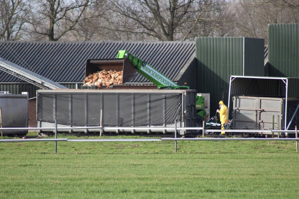 Gevaarlijke vogelgriep gevonden, 130 duizend kippen afgemaakt