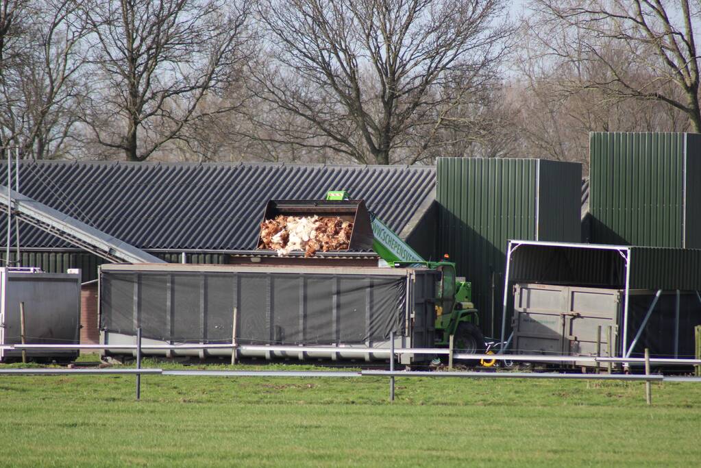 Gevaarlijke vogelgriep gevonden, 130 duizend kippen afgemaakt