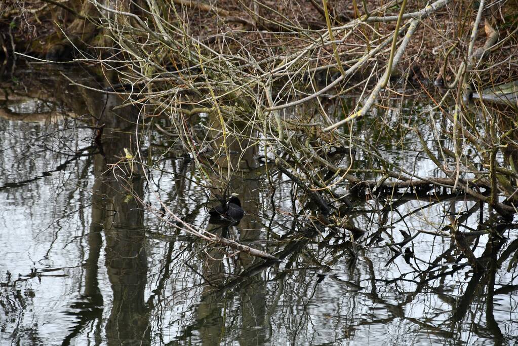 Meerkoet door brandweer gered