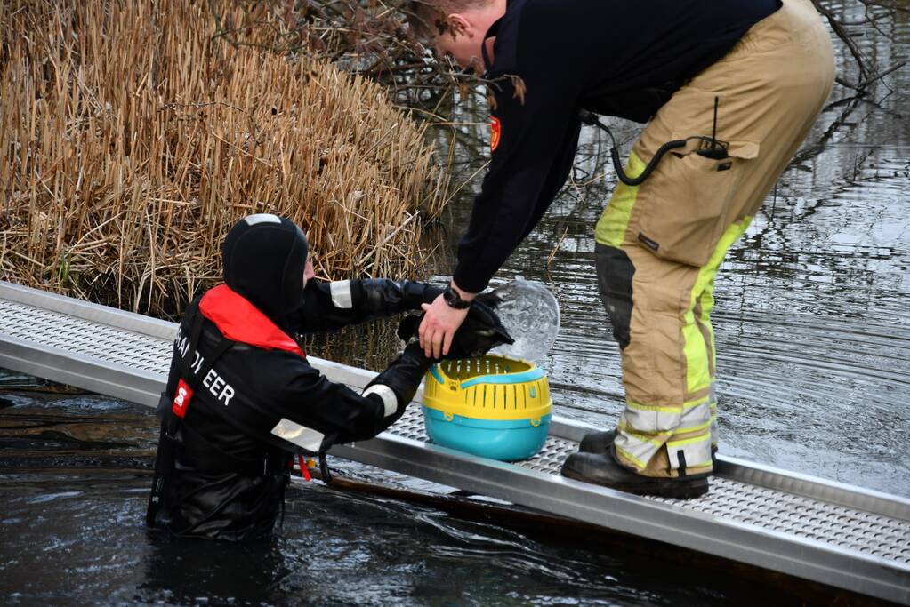 Meerkoet door brandweer gered
