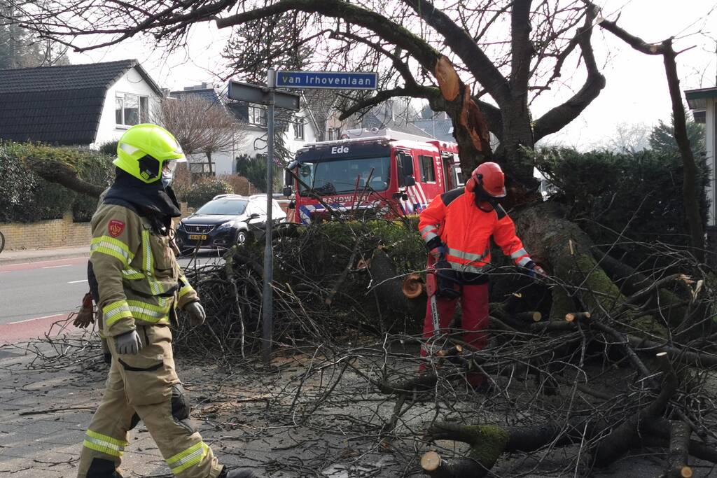 Boom valt op auto