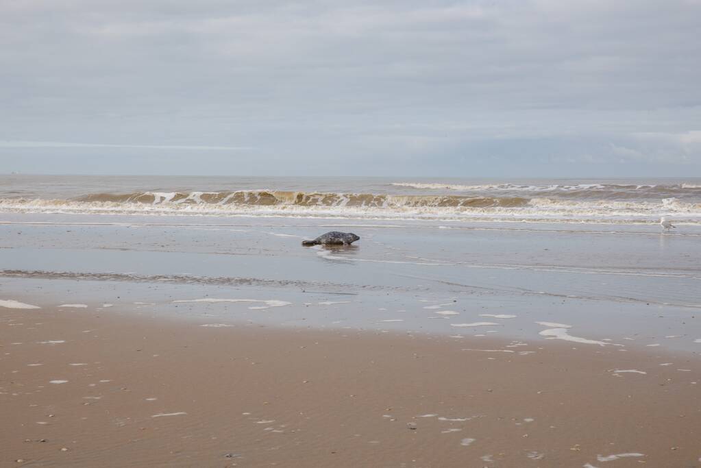 Aangespoelde jonge zeehond trekt veel bekijks