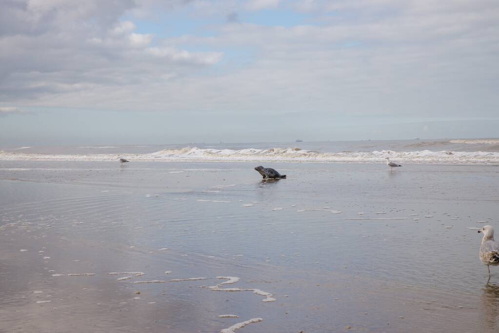 Aangespoelde jonge zeehond trekt veel bekijks