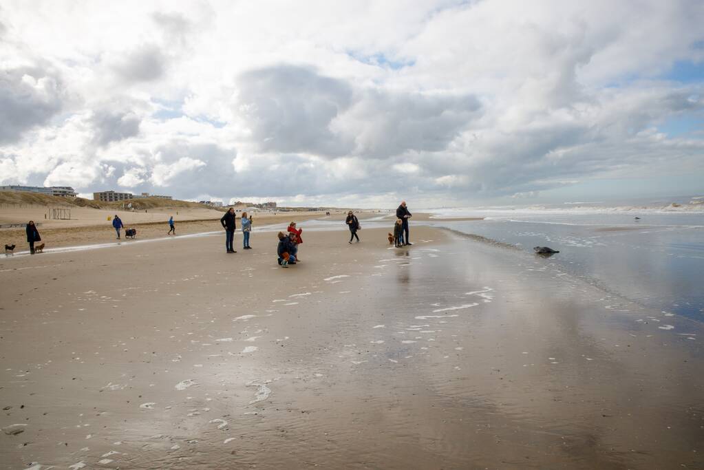 Aangespoelde jonge zeehond trekt veel bekijks