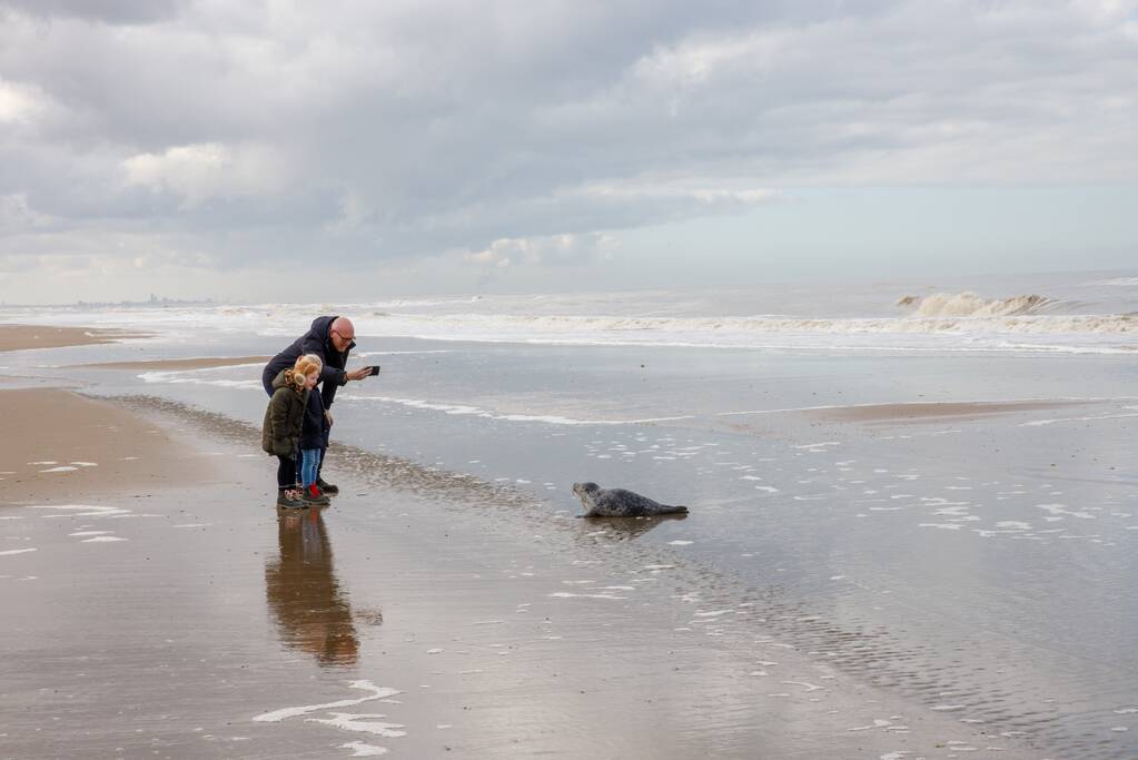 Aangespoelde jonge zeehond trekt veel bekijks