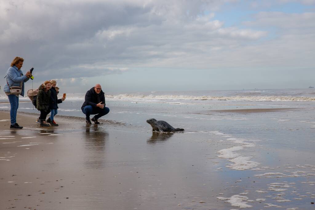 Aangespoelde jonge zeehond trekt veel bekijks