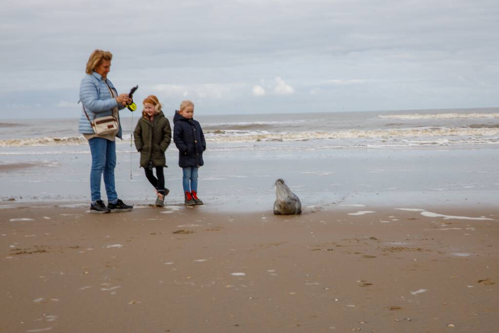 Aangespoelde jonge zeehond trekt veel bekijks