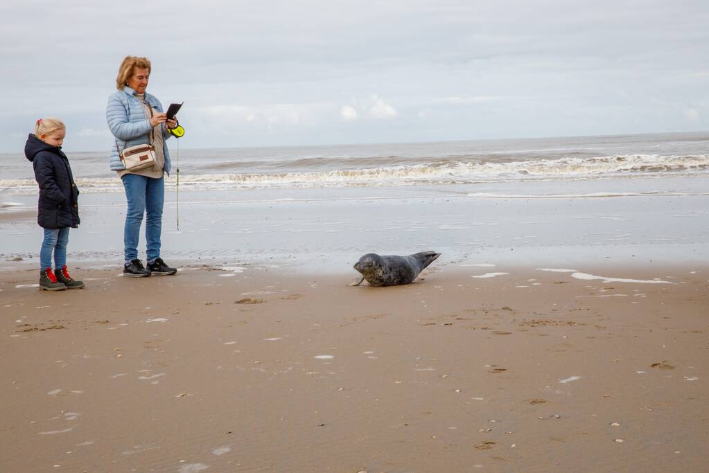 Aangespoelde jonge zeehond trekt veel bekijks