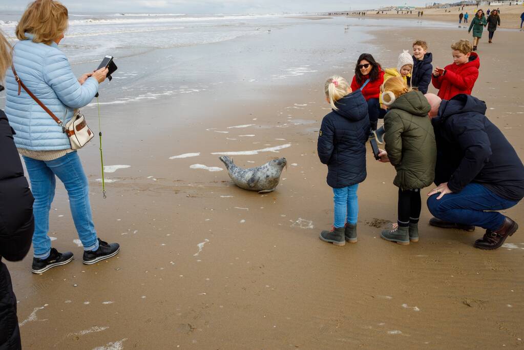 Aangespoelde jonge zeehond trekt veel bekijks
