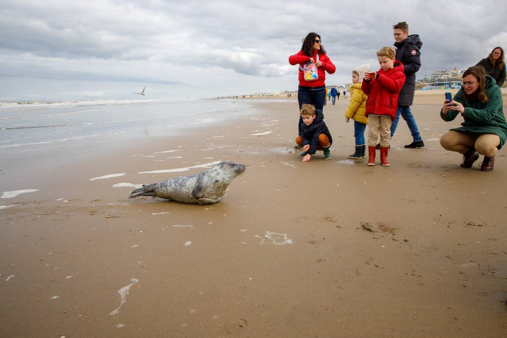 Aangespoelde jonge zeehond trekt veel bekijks