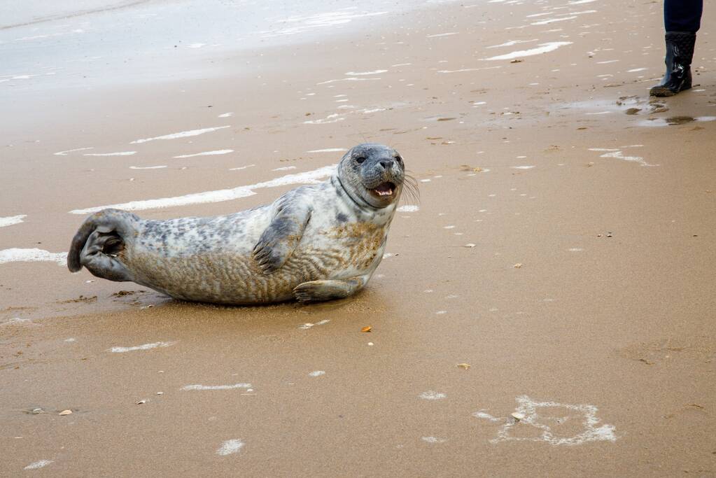 Aangespoelde jonge zeehond trekt veel bekijks