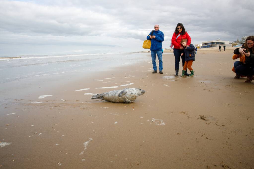 Aangespoelde jonge zeehond trekt veel bekijks