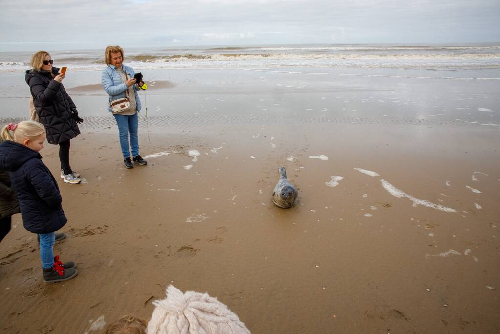 Aangespoelde jonge zeehond trekt veel bekijks