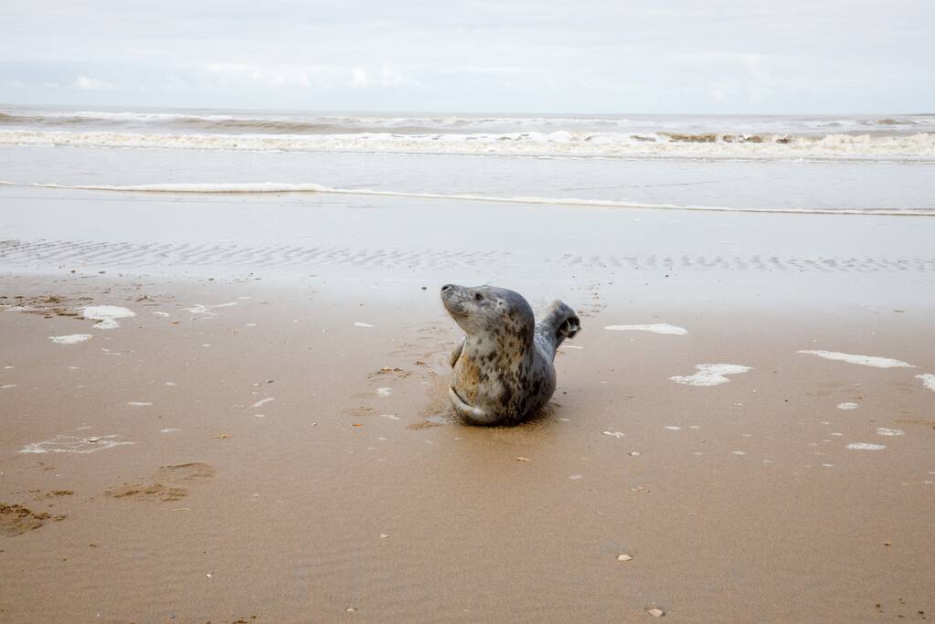 Aangespoelde jonge zeehond trekt veel bekijks