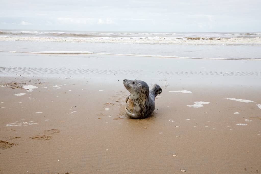 Aangespoelde jonge zeehond trekt veel bekijks
