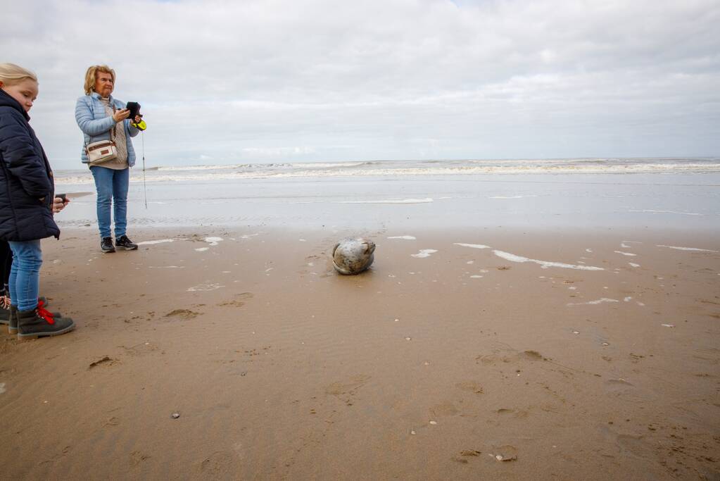 Aangespoelde jonge zeehond trekt veel bekijks