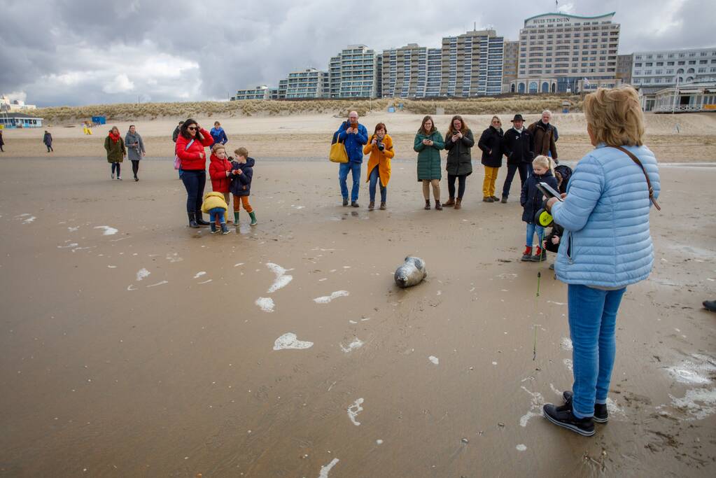 Aangespoelde jonge zeehond trekt veel bekijks