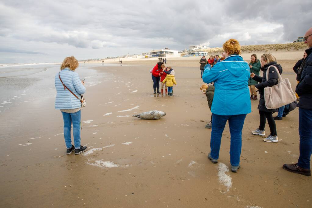Aangespoelde jonge zeehond trekt veel bekijks