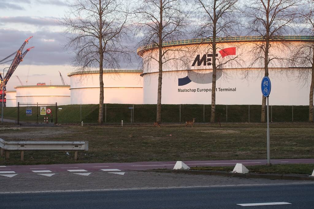 Drie herten aan de wandel in havengebied