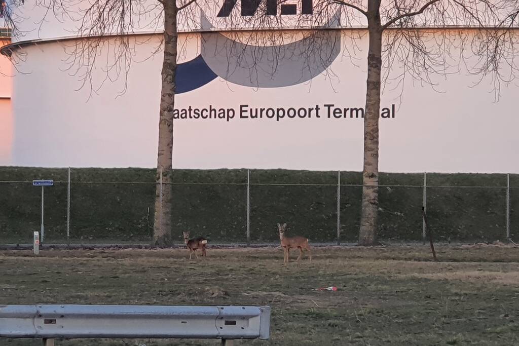 Drie herten aan de wandel in havengebied