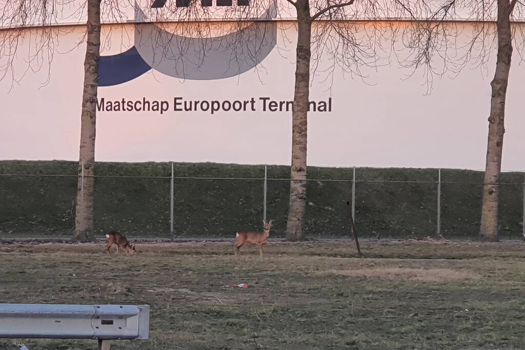 Drie herten aan de wandel in havengebied