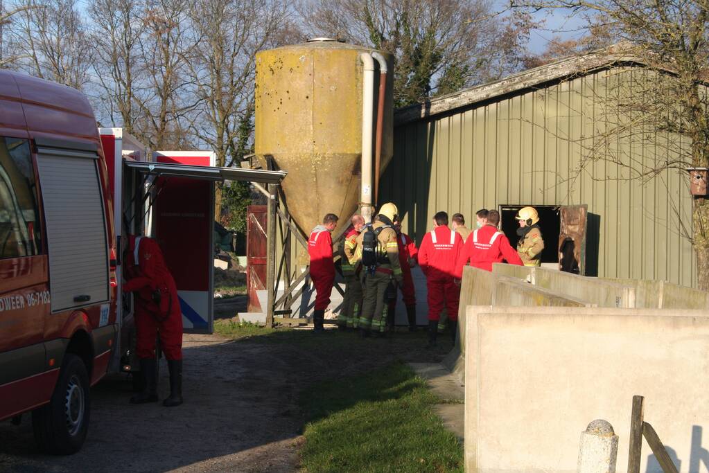 Varkens zakken door roostervloer en belanden in gierkelder