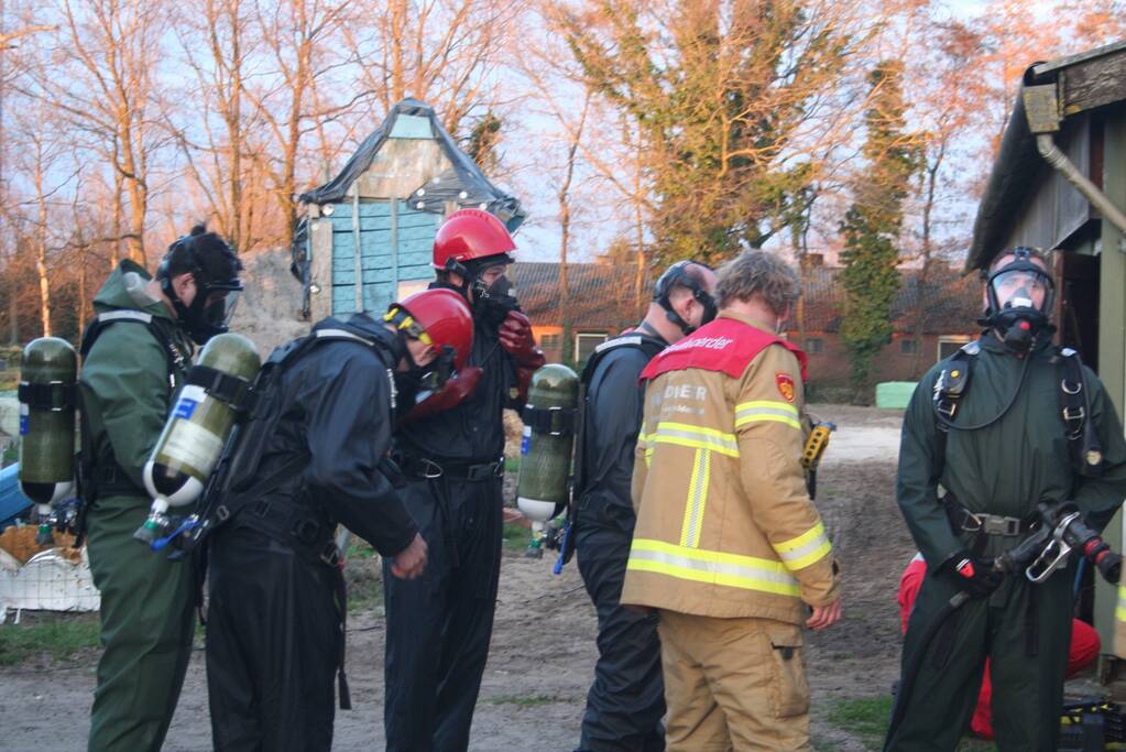 Varkens zakken door roostervloer en belanden in gierkelder