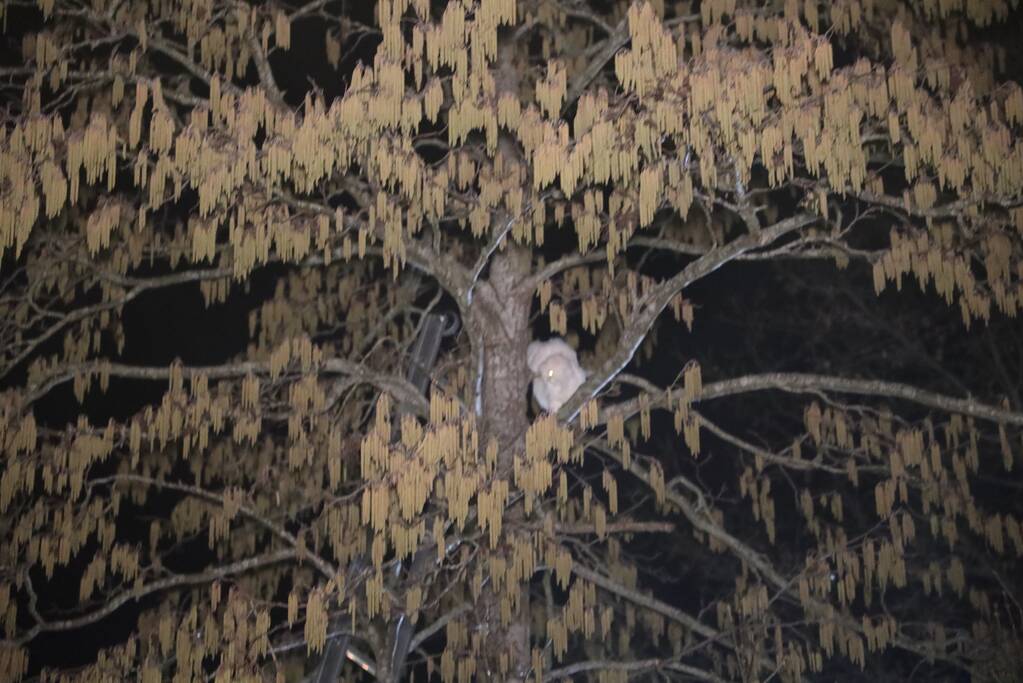 Brandweer redt kat uit boom