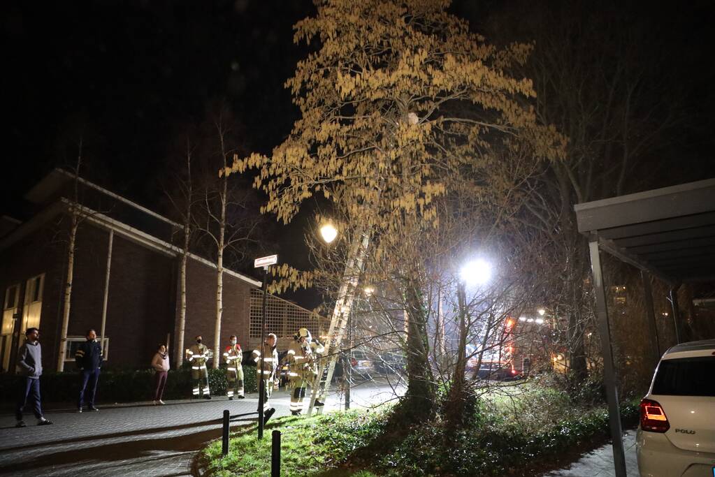 Brandweer redt kat uit boom