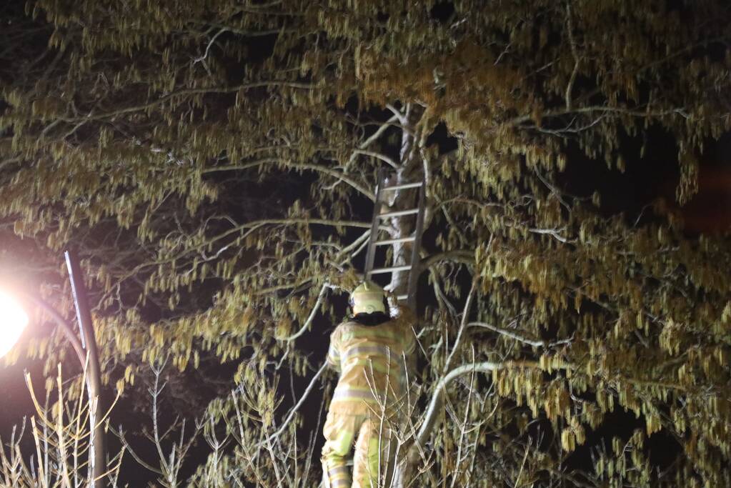 Brandweer redt kat uit boom